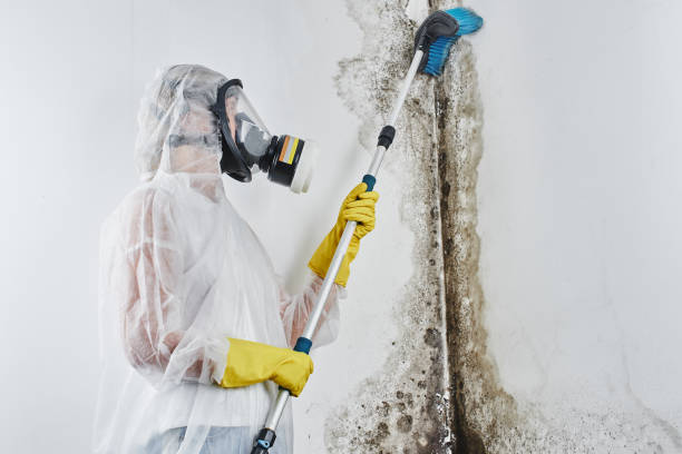 Best Office Mold Removal Services  in Bolivar, TN