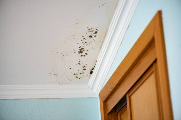 Best Professional Mold Removal  in Bolivar, TN