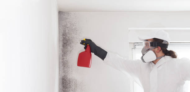 Best Mold Cleaning Services  in Bolivar, TN