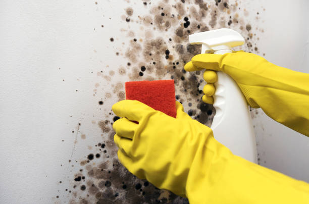 Best Home Mold Removal  in Bolivar, TN