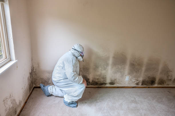 Best Residential Mold Removal  in Bolivar, TN