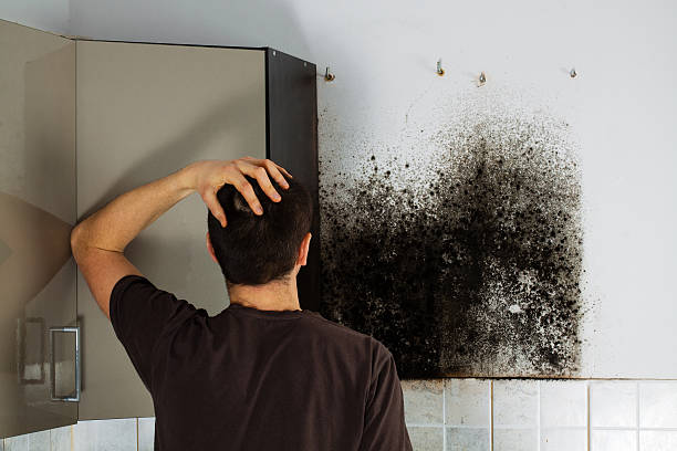 Best Commercial Mold Removal  in Bolivar, TN