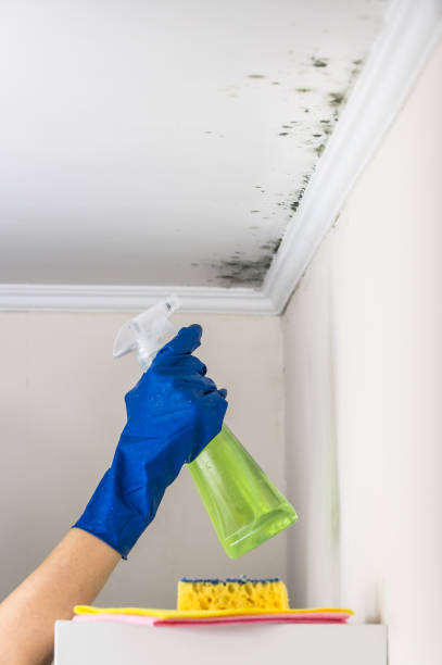 Best Local Mold Removal Service  in Bolivar, TN